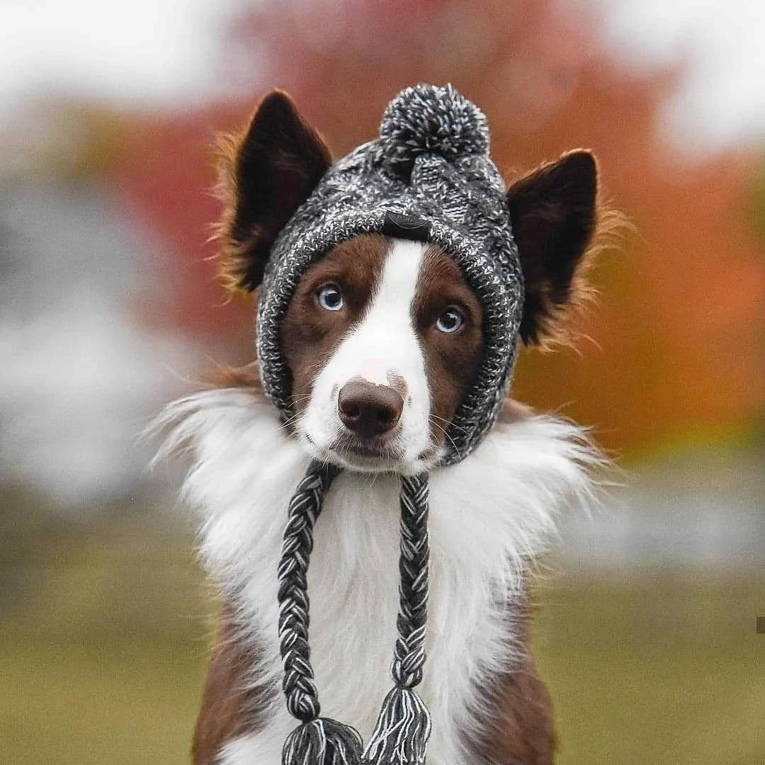 Dog Beanie