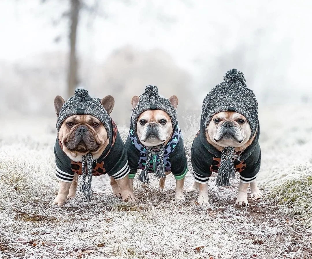 Dog Beanie