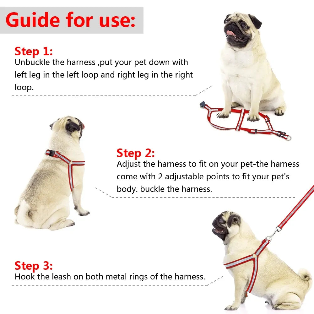 Fetch Dog Leash Set