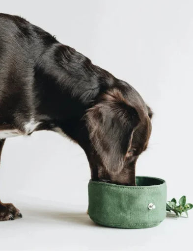 Foldable Dog Bowl